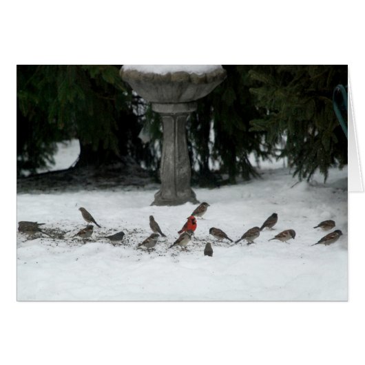 Birds of a Feather (Front Horizontal)