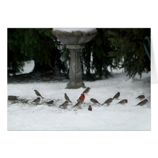 Birds of a Feather Cards
