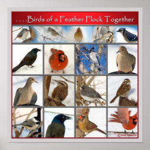 Birds of a Feather (POSTER) Poster