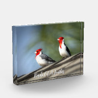 Birds of A Feather Red Crested Cardinals Hawaii