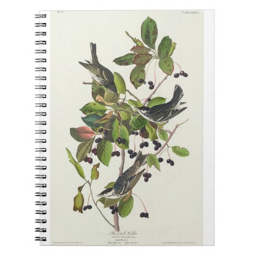 Birds of America 1827 by John James Audubon Notebook