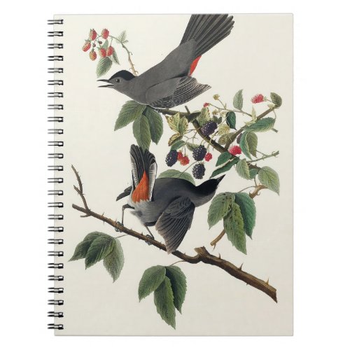 Birds of America 1827 by John James Audubon Notebook