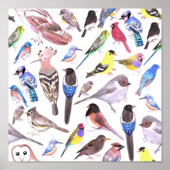 Birds Of America- Pets And Wild Birds Poster by ShawlinMohd at Zazzle
