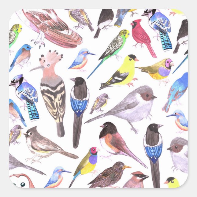 Birds of America- pets and wild birds Square Sticker (Front)