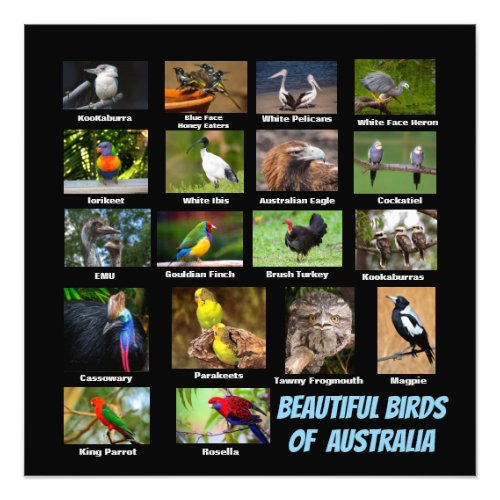 Birds of Australia Photo Print