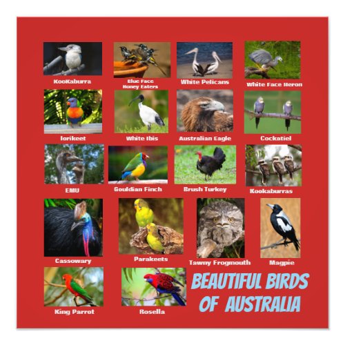 Birds of Australia Photo Print