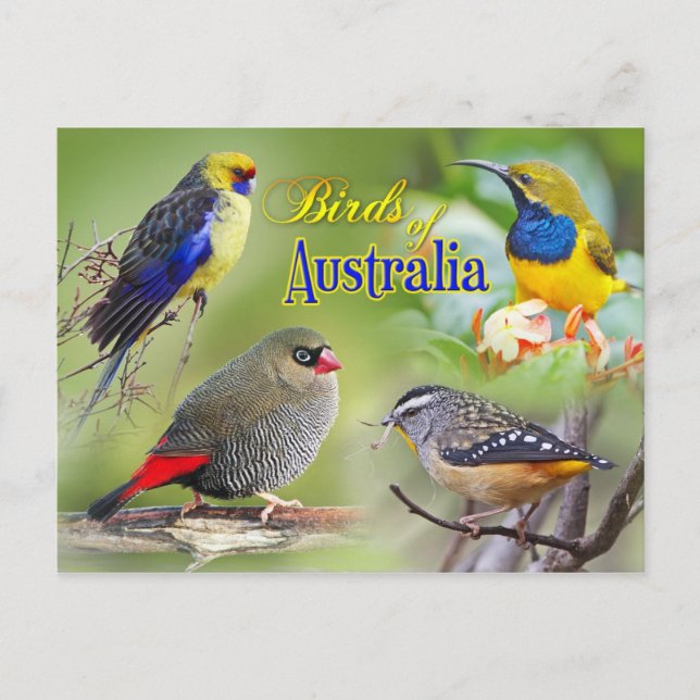Birds of Australia Postcard (Front)