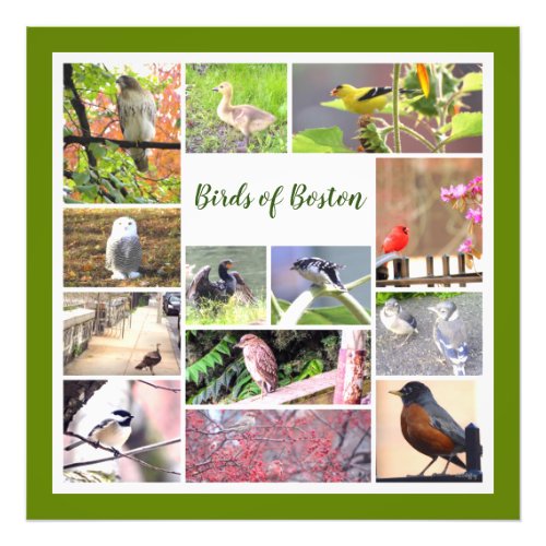 Birds of Boston Photo Collage
