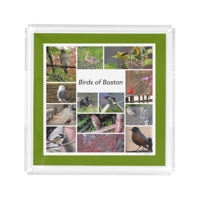 Birds of Boston Photo Collage Acrylic Tray (Front)