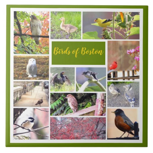 Birds of Boston Photo Collage Ceramic Tile