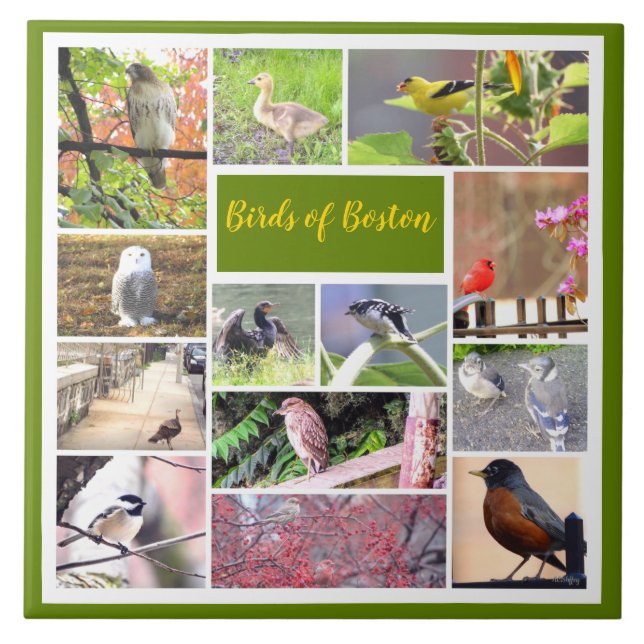 Birds of Boston Photo Collage Ceramic Tile (Front)