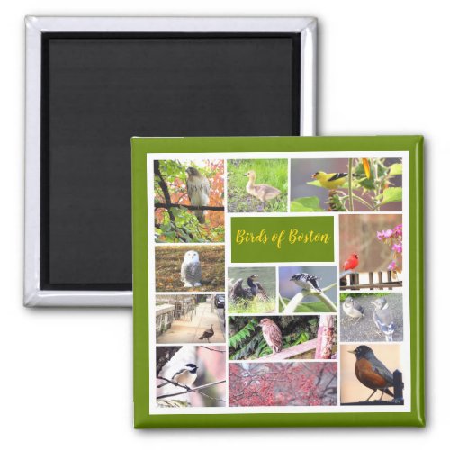 Birds of Boston Photo Collage Magnet