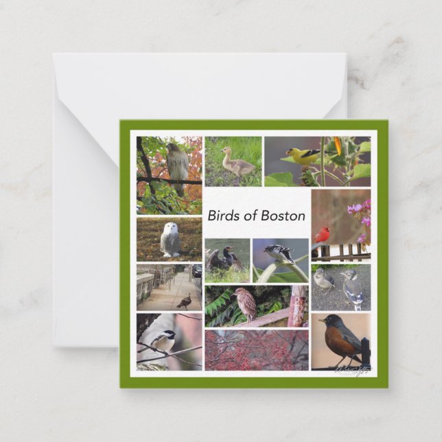 Birds of Boston Photo Collage Note Card (Front)