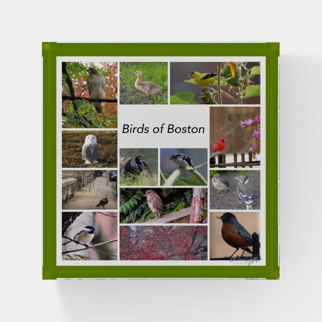Birds of Boston Photo Collage Paperweight (Front)