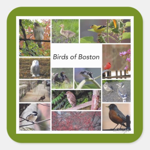 Birds of Boston Photo Collage Square Sticker