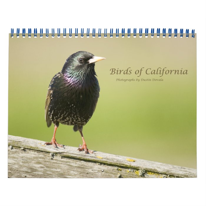 Birds of California Wall Calendars