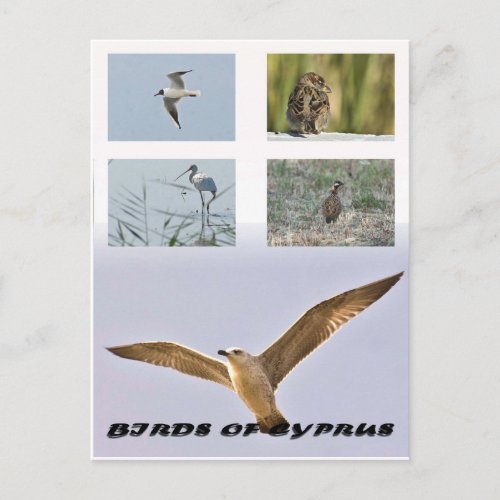 Birds of cyprus postcard