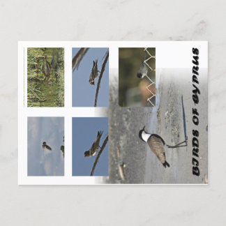Birds of Cyprus Postcard
