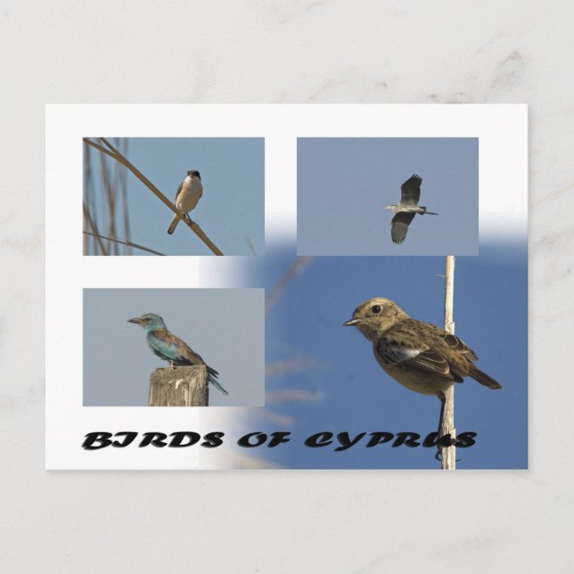 Birds of Cyprus postcard (Front)
