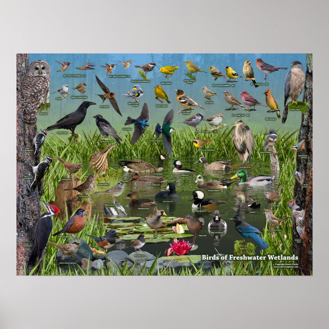 Birds of Freshwater Wetlands Poster | Zazzle