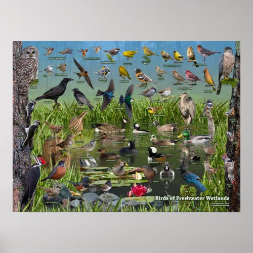 Birds of Freshwater Wetlands Poster