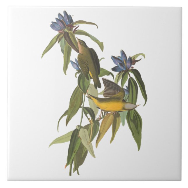 Birds of John James Audubon  Ceramic Tile (Front)