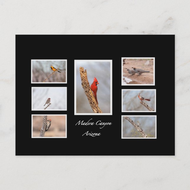 Birds of Madera Canyon Arizona Postcard (Front)