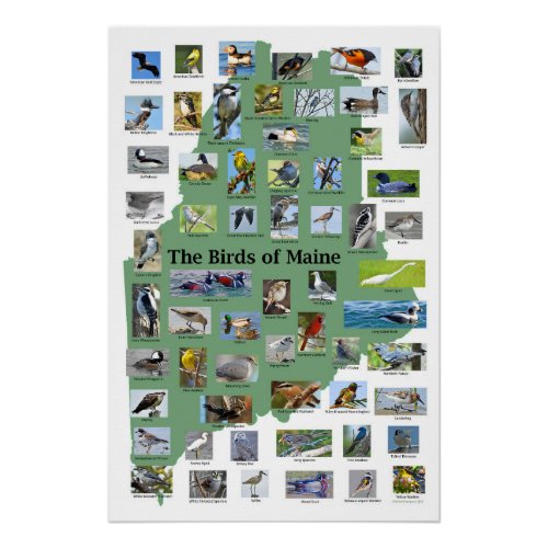 Birds of Maine Poster