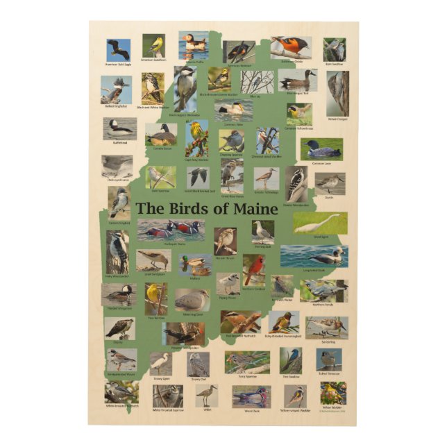 Birds of Maine Wood Wall Art (Front)