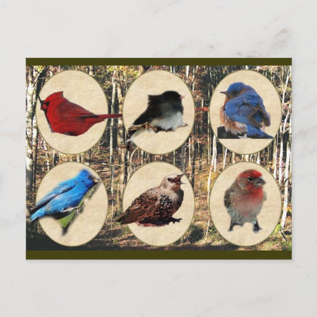 Birds of Middle Tennessee Postcard (Front)