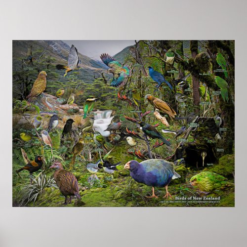 Birds of New Zealand art poster