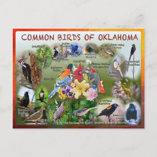 birds of Oklahoma postcard 19r