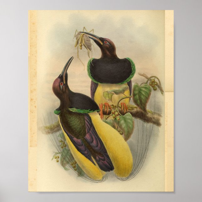 Birds of Paradise Bird Green Yellow Vintage Print (Front)