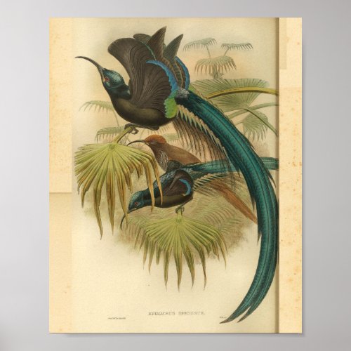 Birds of Paradise Blue Green Color Vintage Print