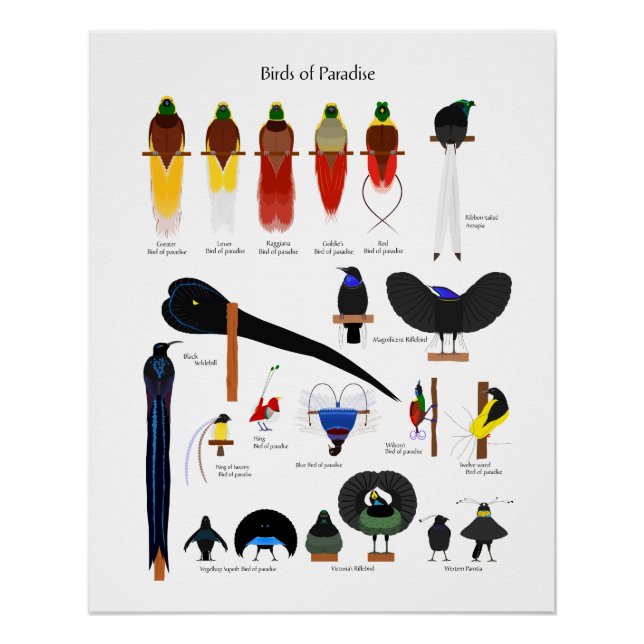 Birds of Paradise chart (Front)