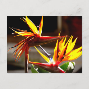 Birds of Paradise : Flower from Mexico Holiday Postcard