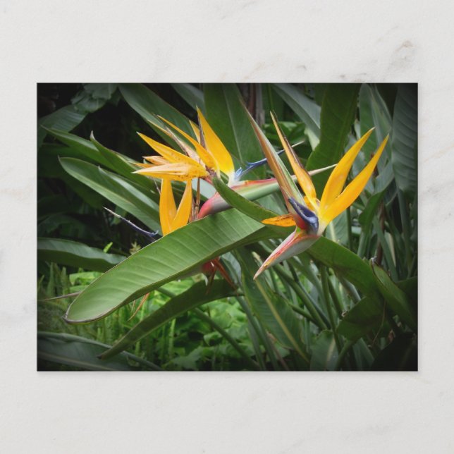 Birds of Paradise Postcard (Front)