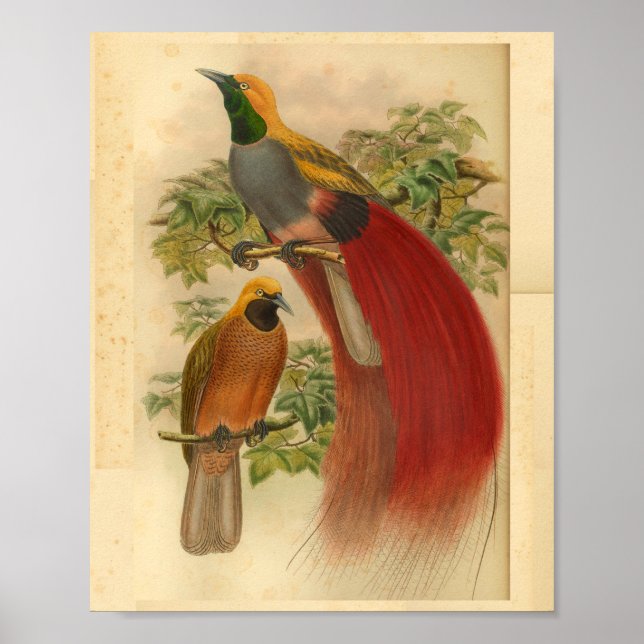 Birds of Paradise Red Yellow Vintage Print (Front)