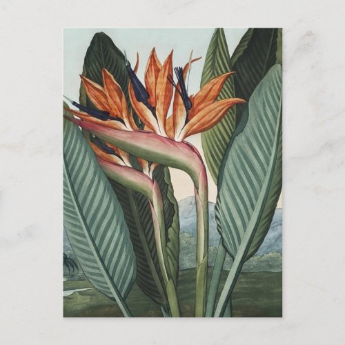 Birds of Paradise Vintage Art Postcard