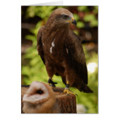 Birds of prey (Front)