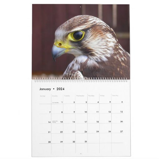 Birds Of Prey 2024 Calendar Zazzle