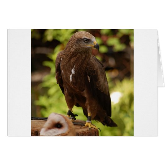 Birds of prey cards (Front Horizontal)