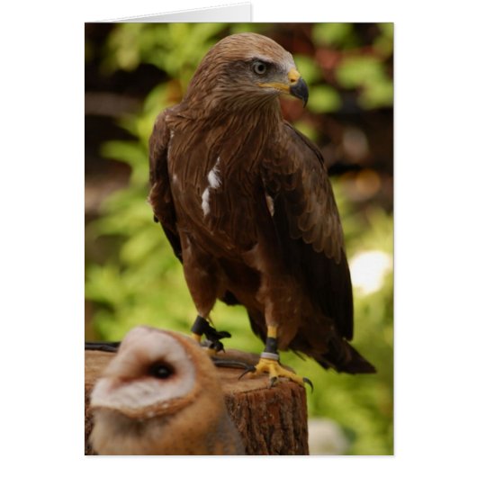 Birds of prey cards (Front)