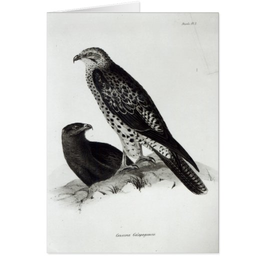 Birds of Prey Cards (Front)