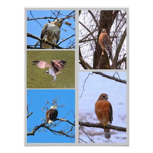 Birds of prey photo collage