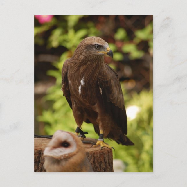 Birds of prey postcard (Front)