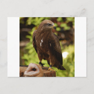 Birds of prey postcard