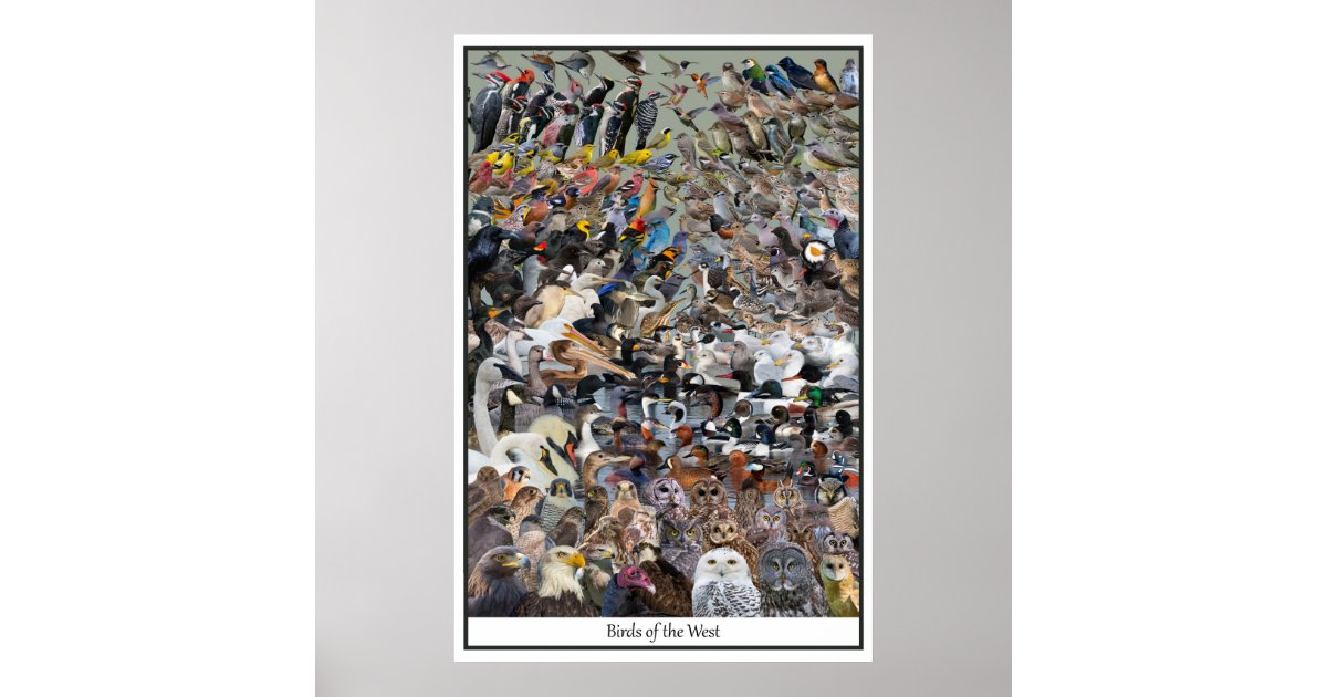 Birds of the West Poster | Zazzle