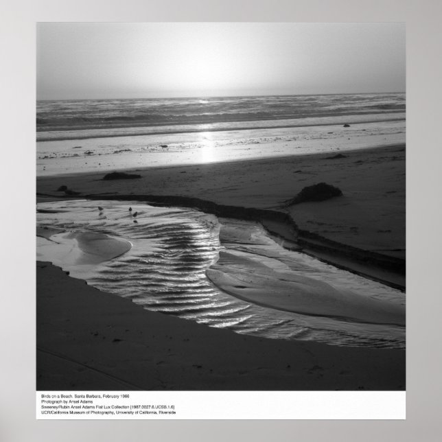 Birds on a Beach, Santa Barbara, 1966 Poster (Front)