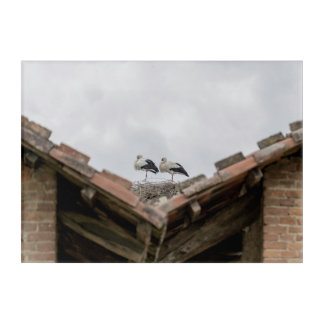 birds on a roof acrylic print